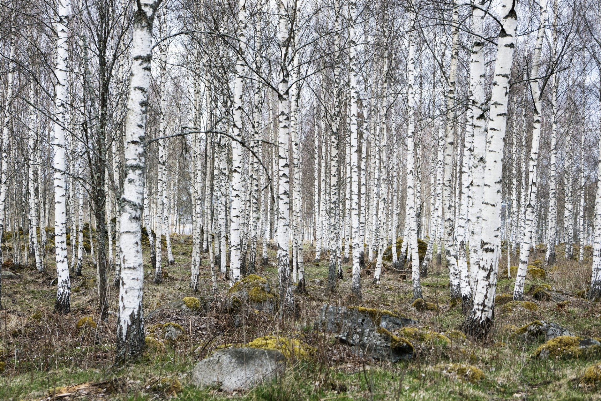 Birches by Ulf Lundin