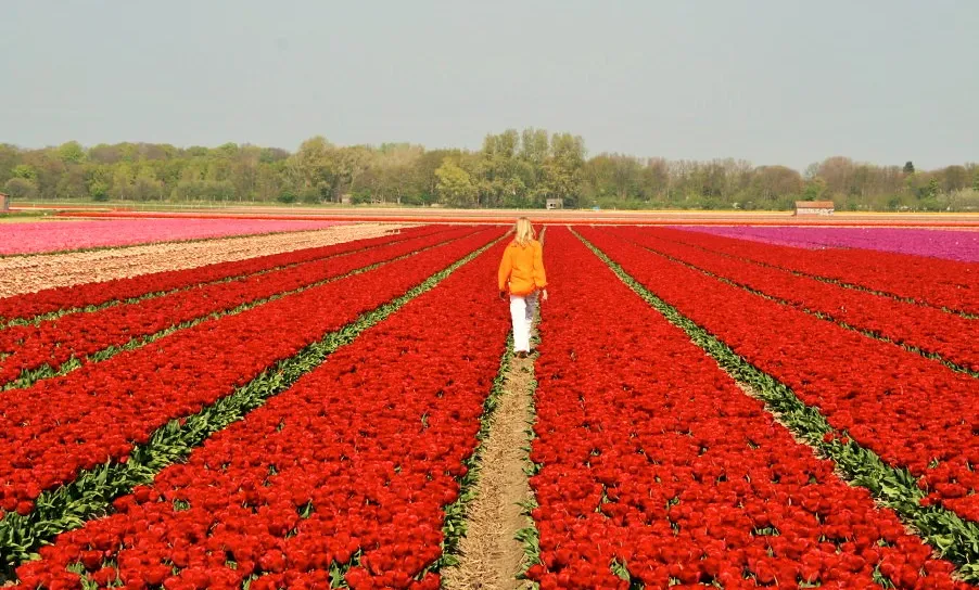 Tulip Field by Wijnie de Groot