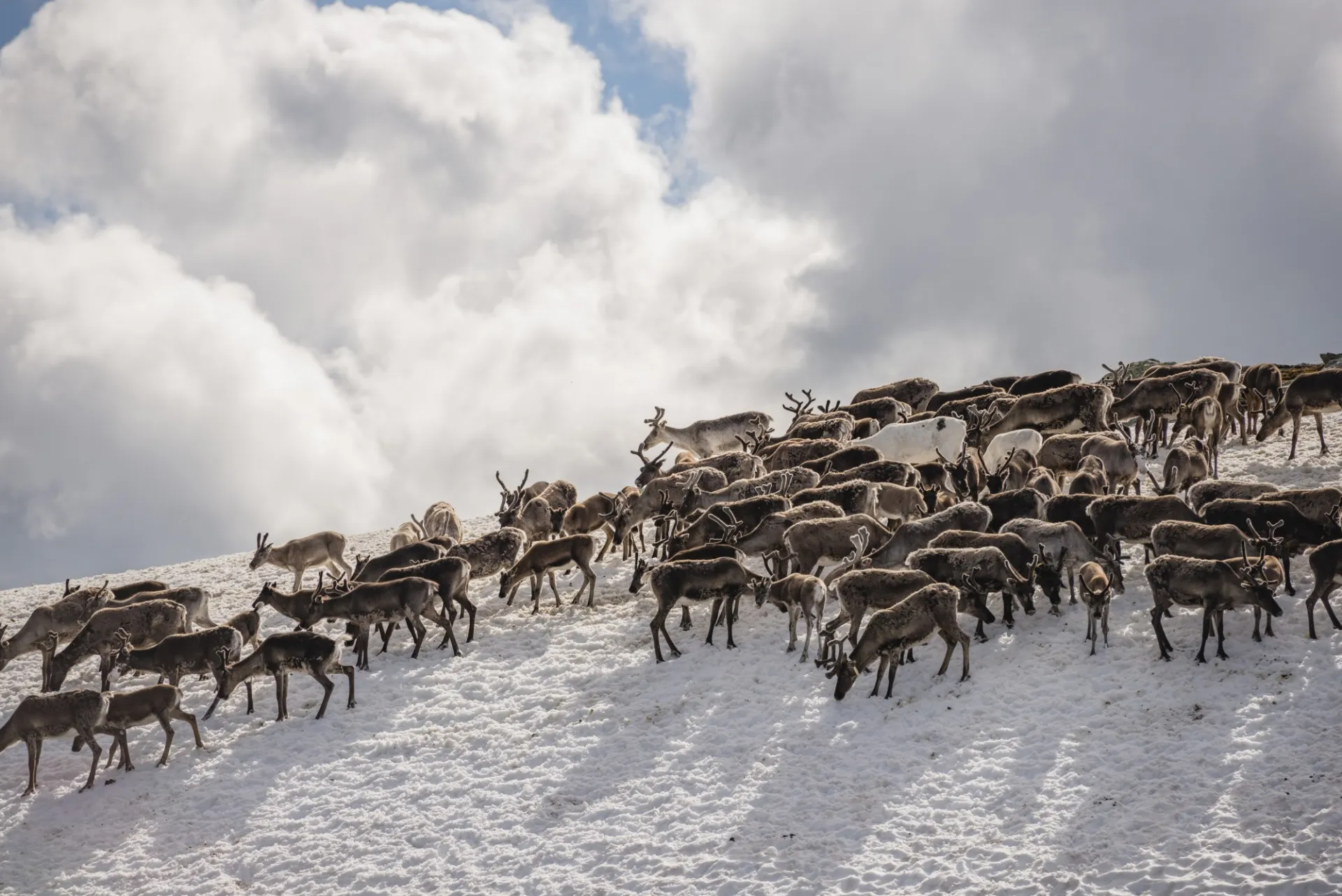 Helena Wahlman - Reindeer